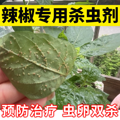 辣椒蚜虫专用药辣椒蚜虫杀虫剂专用药蚜虫蚜虫药辣椒蚜虫专用杀虫