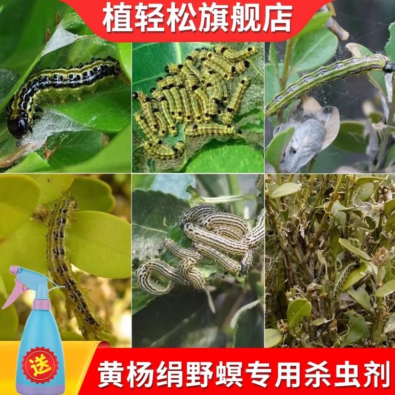 植轻松黄杨卷叶螟专用杀虫剂