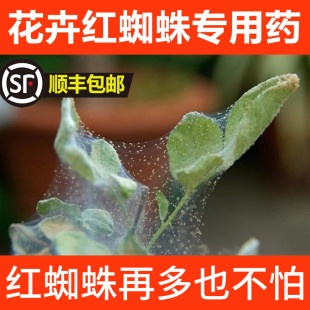 红蜘蛛专用药月季 花病虫害常用药红杀阿维菌素植物家用花药杀虫剂