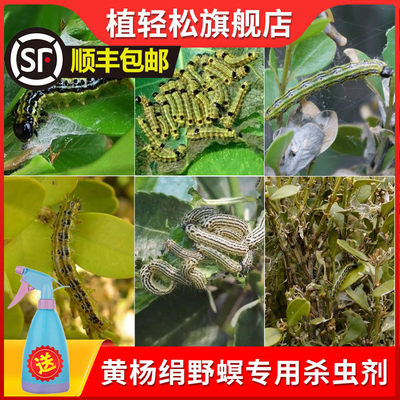 植轻松黄杨卷叶螟专用杀虫剂