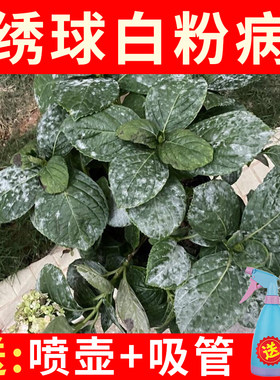 绣球白粉病杀菌剂花药送喷壶