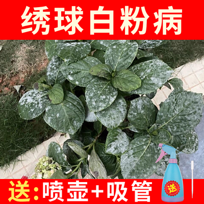 绣球白粉病杀菌剂花药送喷壶