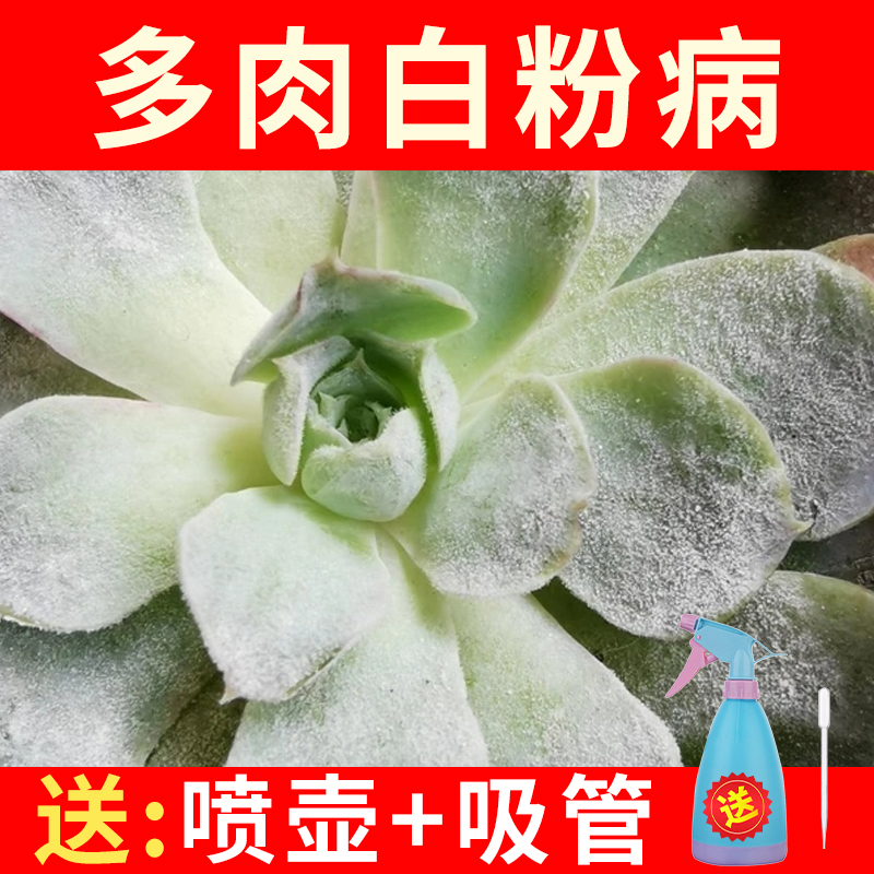 白粉病杀菌剂多肉花卉盆栽月季果蔬通用送喷壶白粉花药除菌药植物