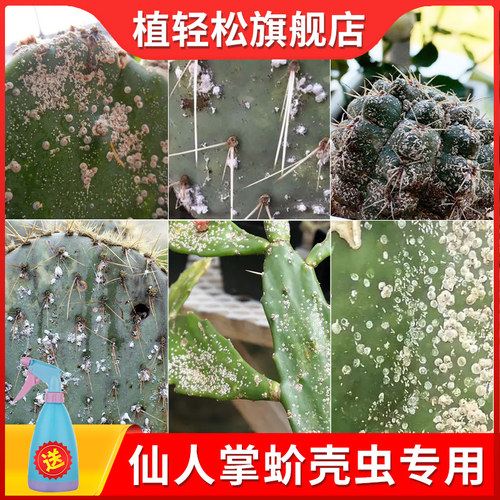 植轻松仙人掌蚧壳虫杀虫剂