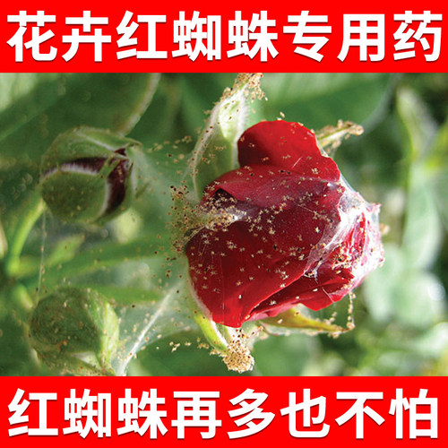 除卵红蜘蛛杀虫剂送喷壶