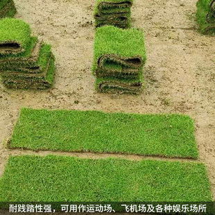 常青台湾草坪草皮真草草卷带土马尼拉庭 四季 包邮 定制2023广东深圳