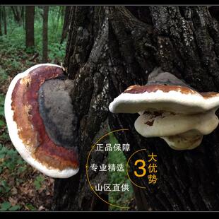 村姑娘白生木灵芝长红边缘层孔菌红缘野GPX树舌整枝可切块新货山2