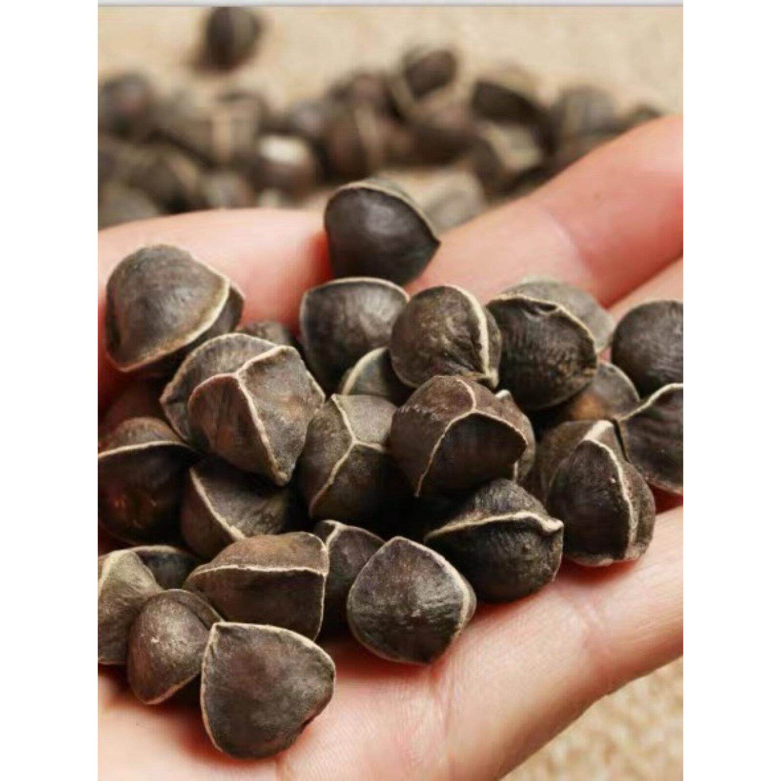 纯天然野生级大粒特辣木子木籽食用印度进口5VWB0颗0g辣包邮散装
