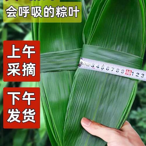 300片天然粽叶包粽子端午专用