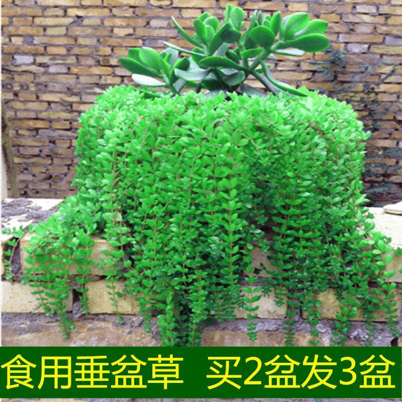 可食用垂盆草盆栽养肝护肝盆草苗垂吊植物四季常青吊兰好养包成活
