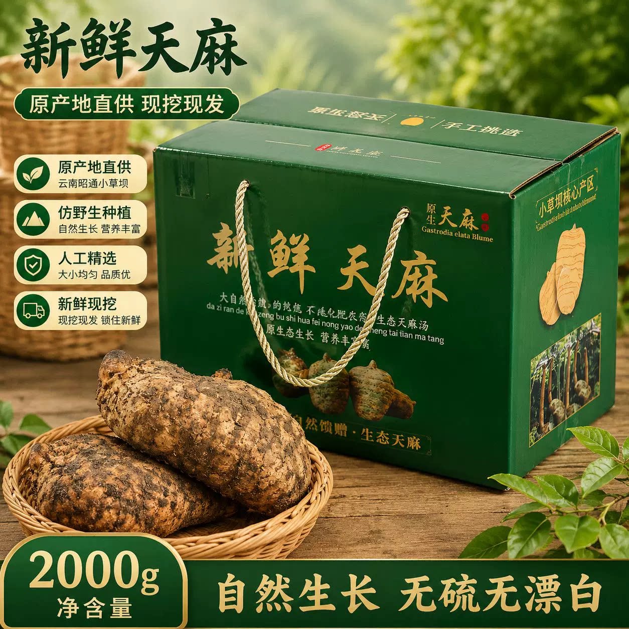 新鲜天麻正宗云南昭通小草坝乌天麻现挖高山仿野生礼盒可选非干货