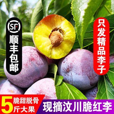 正宗四川汶川脆红李子新鲜水果当季现摘孕妇黄肉脆甜脱骨李子顺丰