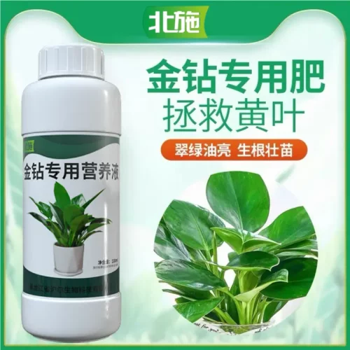 北施大叶金钻专用营养液