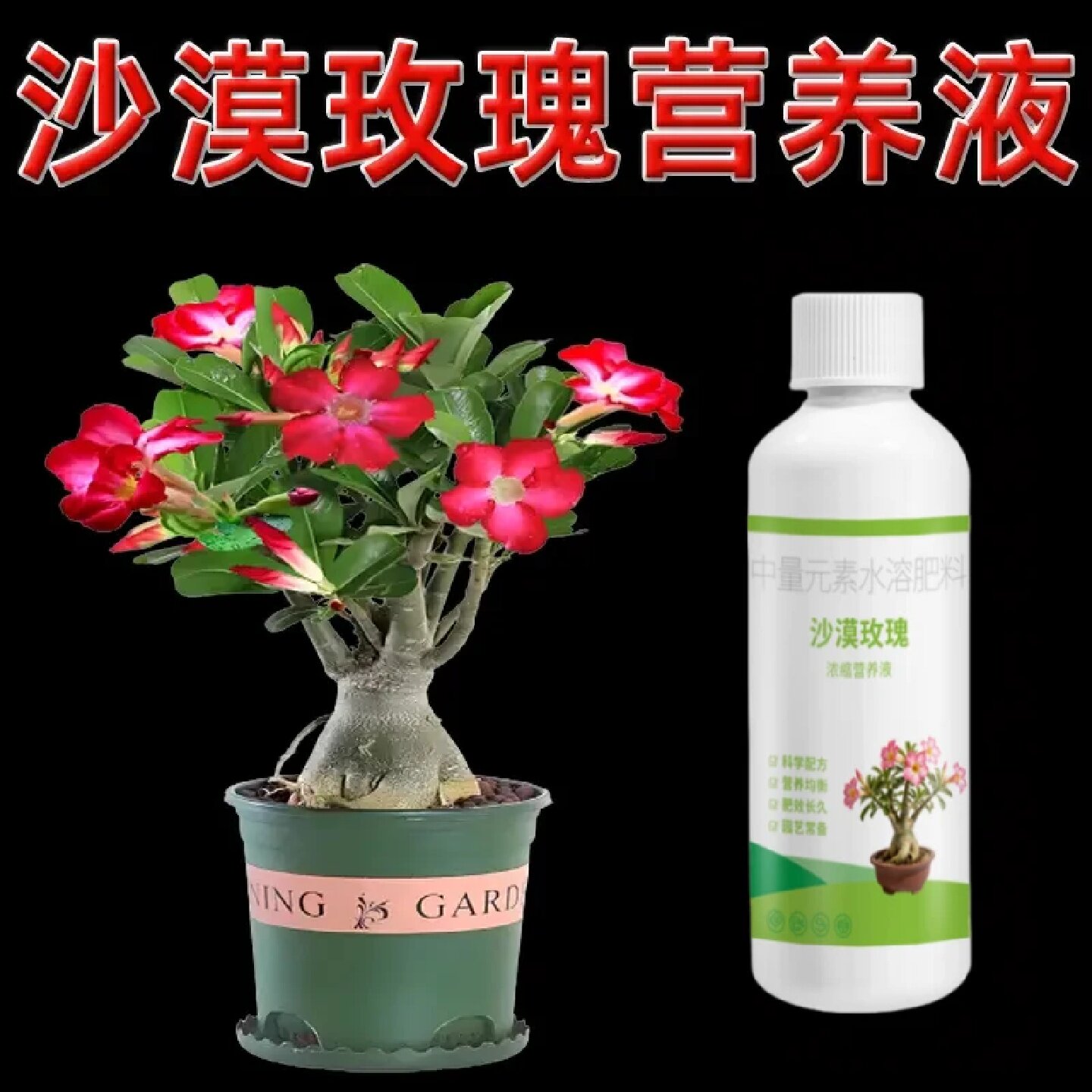 沙漠玫瑰专用浓缩营养液中量元素水溶肥促开花盆栽植物液体肥