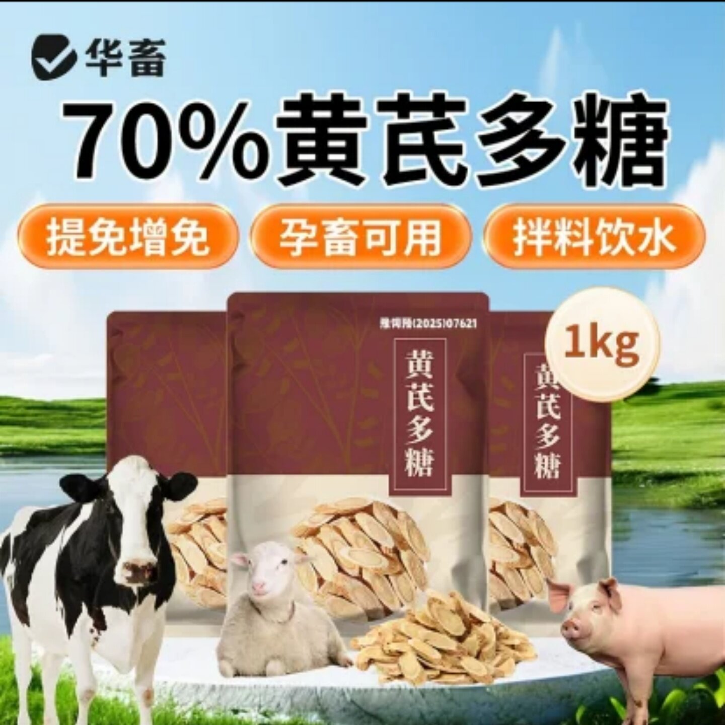 华畜70%黄芪多糖猪牛羊鸡鸭鹅通用饲料添加剂提免增免孕畜可用