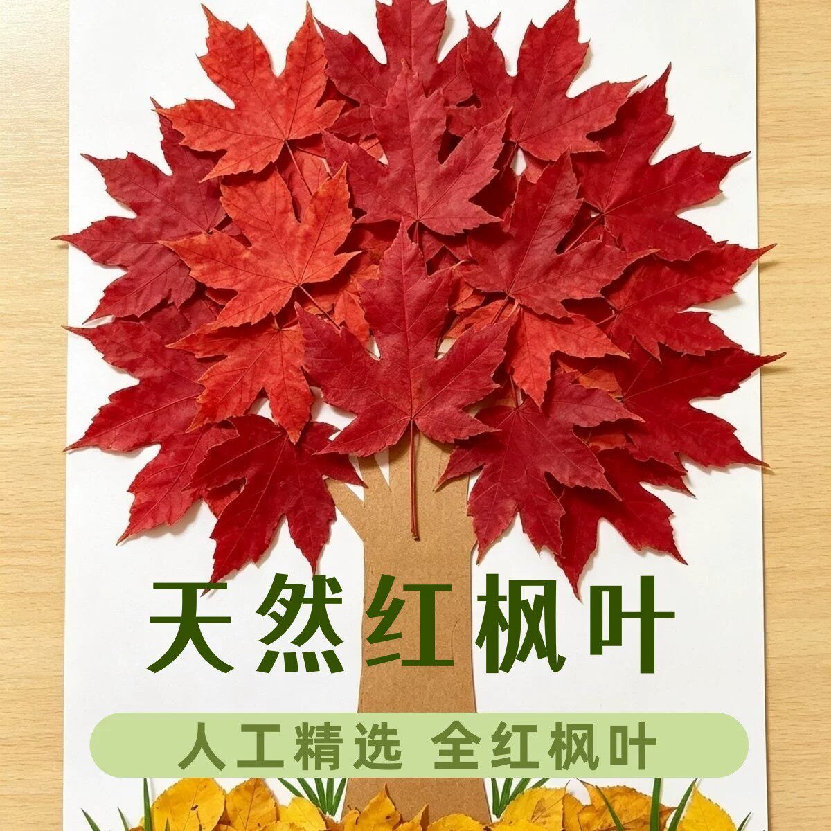 真枫叶树叶标本手工贺卡材料