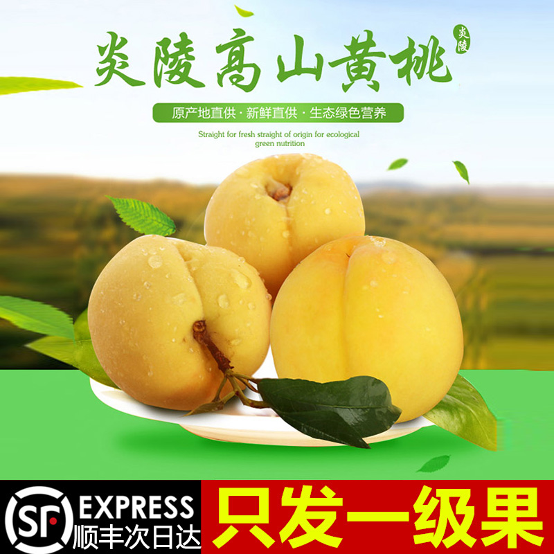 炎陵黄桃新鲜水果10斤当季现摘桃子露天蜜桃脆甜黄肉毛桃大果整箱