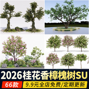 丛生桂花香樟国槐园林小乔木朴树乌桕槭树栾树榆树行道树SU模型