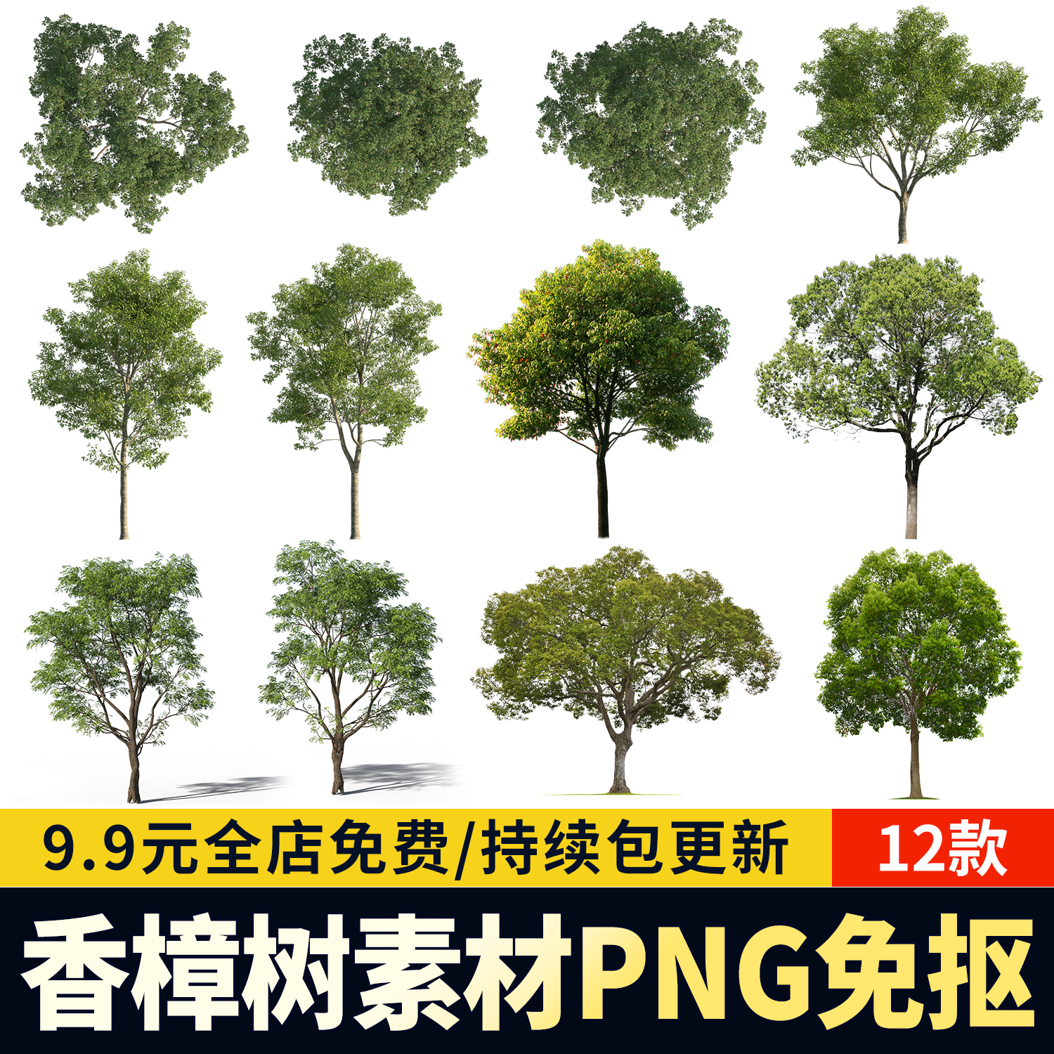 樟树行道树主景乔木高清PNG免抠香樟PS分层图片procreate贴图素材