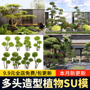 多头造型植物组团亮金女贞庭院修剪景观树灌木球草图大师SU模型