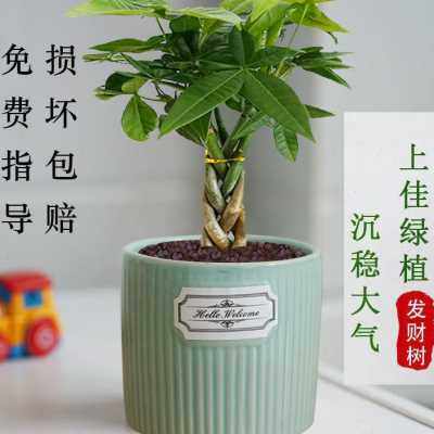 发财树小盆栽绿植室内客厅吸甲醛小盆景招财树办公室桌面植物花卉