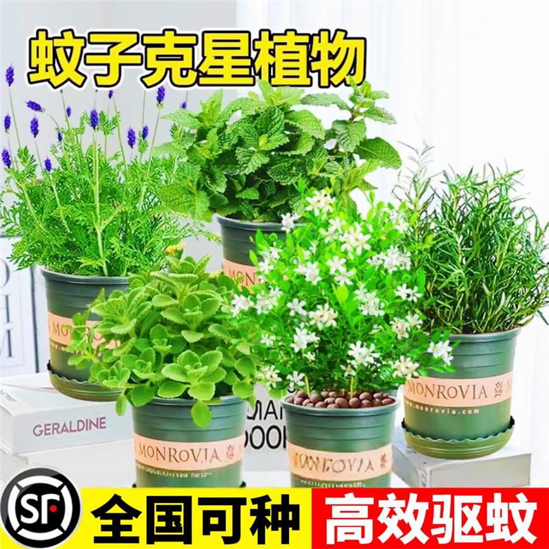 新疆包邮驱蚊植物香草迷迭香柠檬薄荷香茅盆栽室内驱蚊虫神器绿植