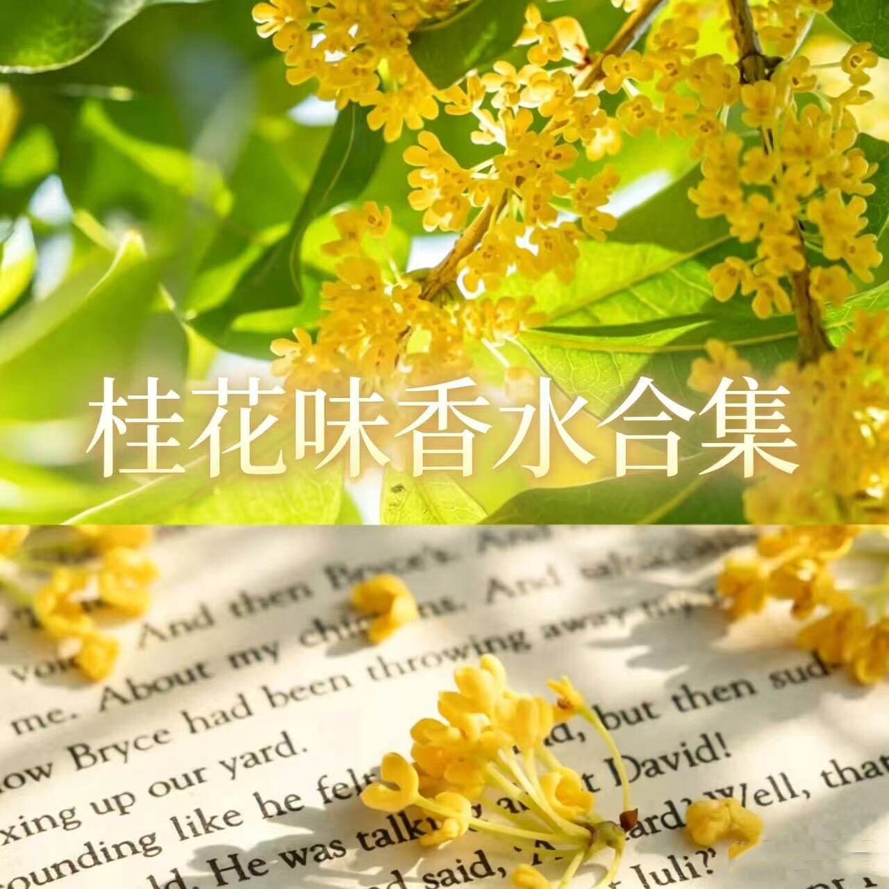 桂花味香水试香小样茵莱茶桂图片