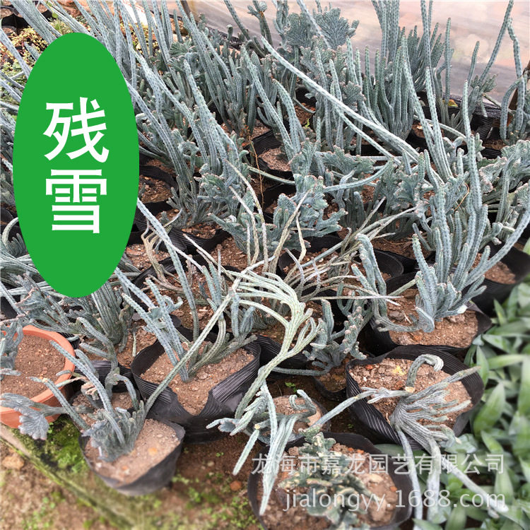 残雪植物大戟科缀化庭院别墅室外热带沙漠景观温室沙生大型植物