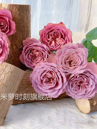 法尔索月季纺粉色花苗大花多季盆栽阳台玫瑰庭院花卉勤花蔷薇植物
