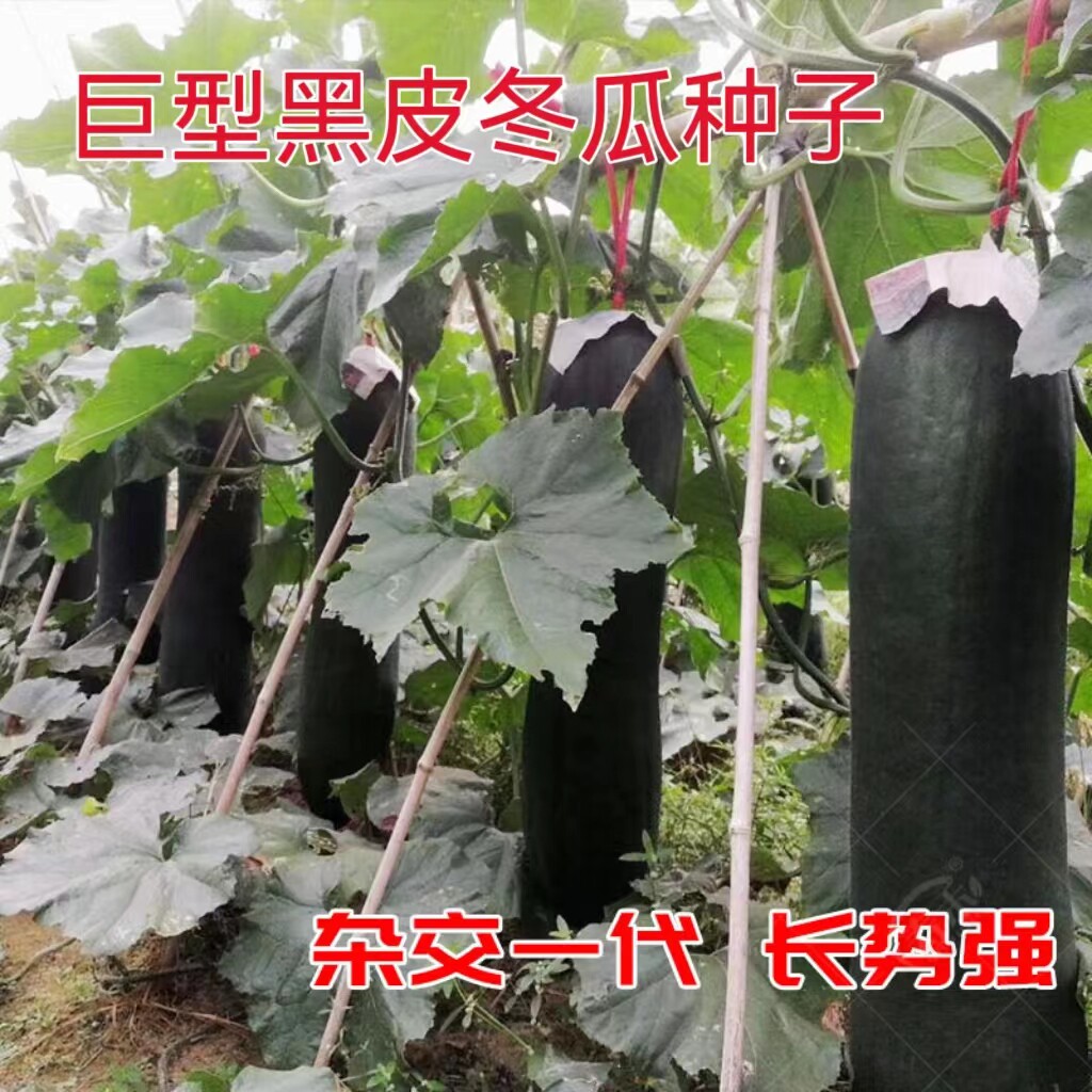 满地爬黑皮冬瓜四季高产种子