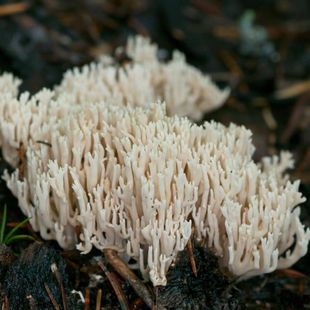 云南珊瑚菌丝菇种植家庭菌种家种食用平菇蘑菇种植反复出菇新款