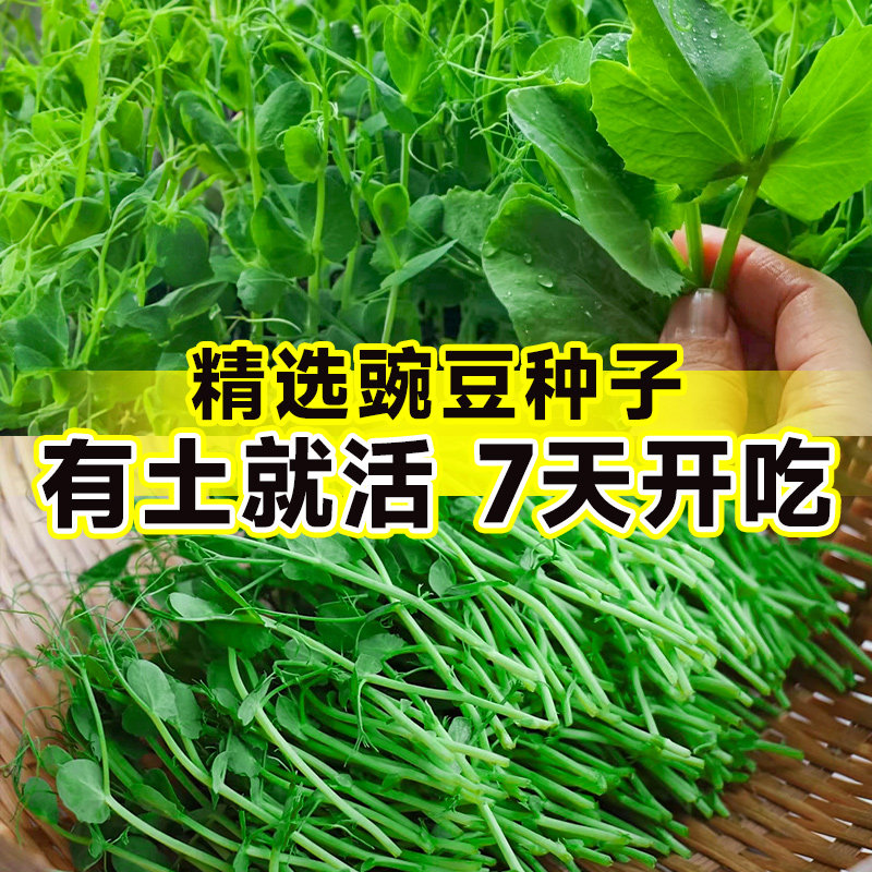 豌豆尖苗水培四季高产