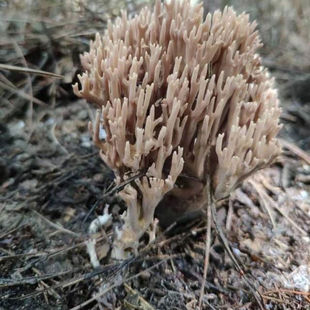 珊瑚菌刷把菌菌种家种土培蘑菇种植菌种可食用家庭院子菜地自种