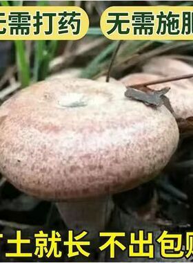 松树菌菌种家种野生乌枞菌黄枞菌红蘑菇菌室内盆栽种植松菌菌种