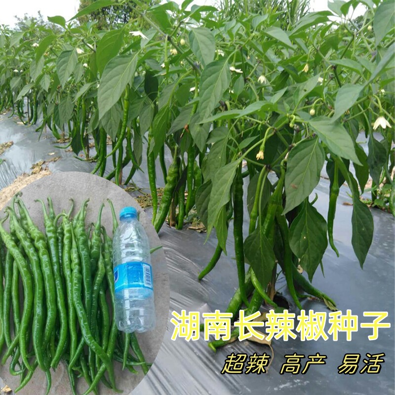 湖南本地辣椒四季高产种子