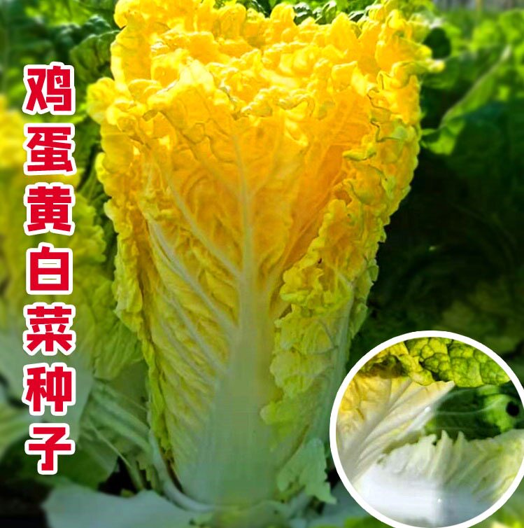 小农民种子四季鸡蛋黄白菜种子