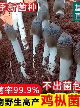 四季可种，喷水就活，反复出菌