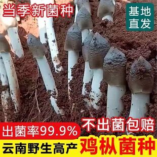 云南鸡枞菌菌种居家四季种植三塔菌种家种鸡腿菇食用菌种