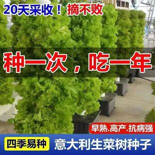生菜树种子意大利生菜庭院阳台盆栽青菜生菜种籽四季蔬菜种孑耐寒
