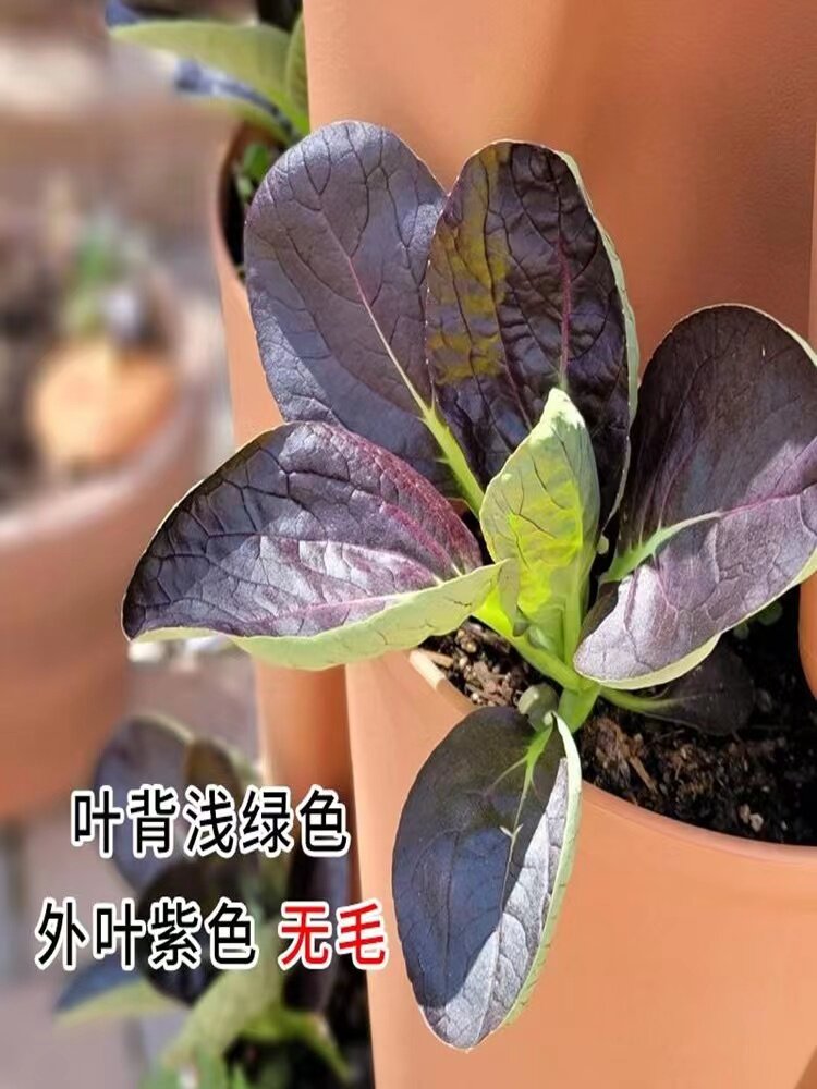 小农民种子四季紫油菜种子好吃