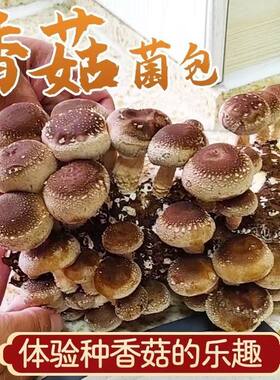 喷水就活，反复出菌，送种植说明