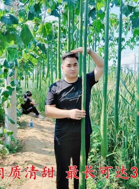 巨型特长丝瓜种子庭院阳台盆栽