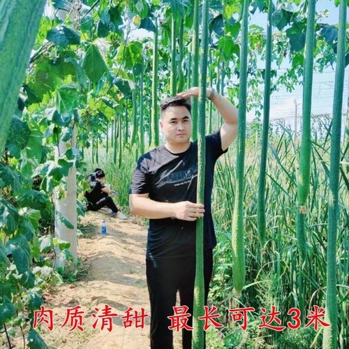 巨型特长丝瓜种子庭院阳台盆栽