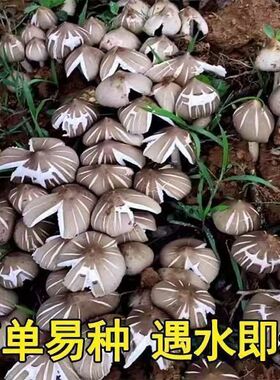鸡枞菌草鸡菌包高产菌伞把菇三塔菌鸡肉菌夏至菇四季可种菌种家种