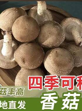 喷水就活，反复出菌，送种植说明