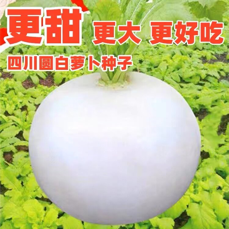 欧宝丽四季春不老萝卜种子脆甜