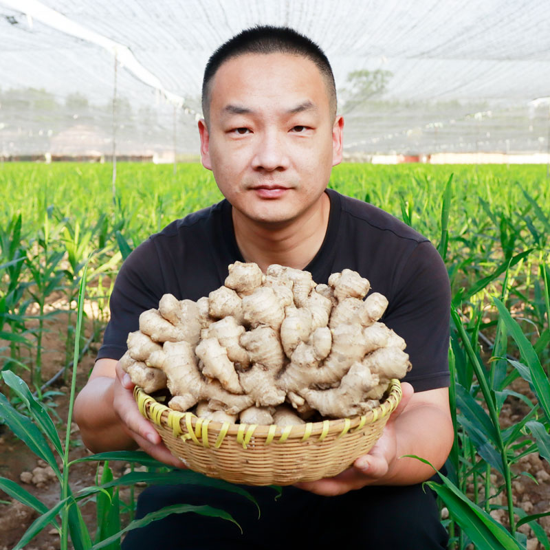 洪道怀姜窖藏2年小黄姜老姜