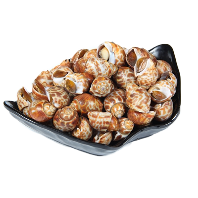 冷冻顺丰花螺花螺鲜活