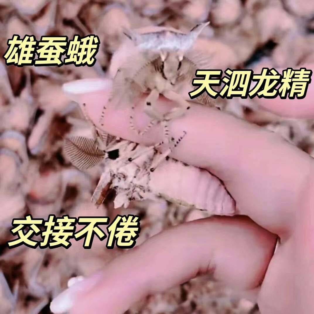 野生雄蚕蛾男性泡酒42只未交尾泡酒料东北特产伸筋壮骨抖音同款