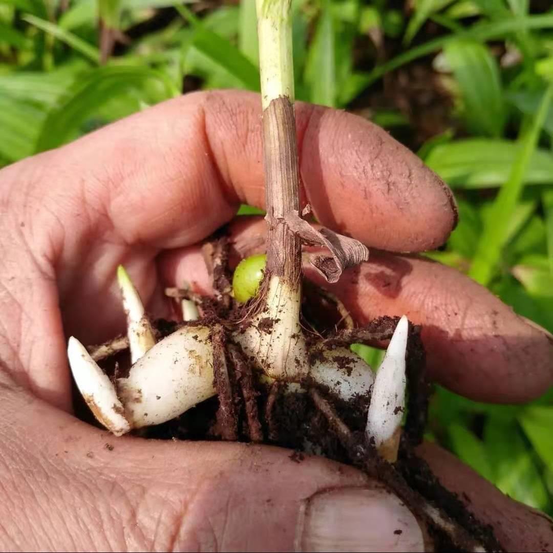 颗白芨苗紫花三叉种药材